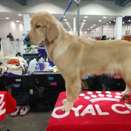 Golden Retriever Puppies from Superior Gold Golden Retrievers