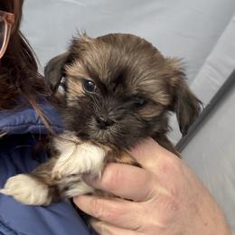 Peanut - Golden female Lhasa Apso puppy in Snover, Michigan from Lhasa Fur Life