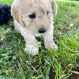 Goldendoodle Puppies from Doodlebloom Farm