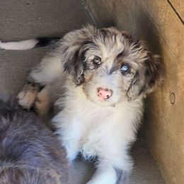 Dolly - White and blue merle female Bordoodle puppy in Fredericktown, Ohio from Brisby Bordoodles