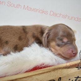Chocolate and cream Dapple - Dapple male Dachshund puppy in Seminary, Mississippi from Down South Mavericks Dachshunds
