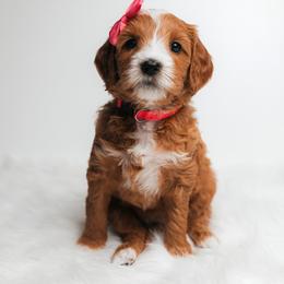Brontë - Red  female Goldendoodle puppy in New Lenox, Illinois from New Doods On The Block