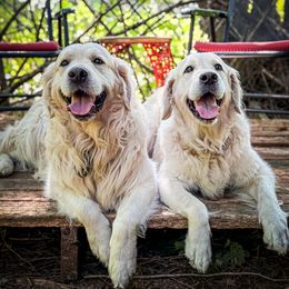 Golden Retriever puppies from Freedom Retrievers