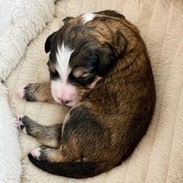 Wolfie - Tri-color male Bernedoodle puppy in Springville, Utah from Oodles of Bernedoodles