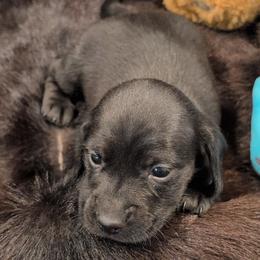 Boy born 5th - Black male Dachshund puppy in Palm Coast, Florida from The McWhirt Dachshunds