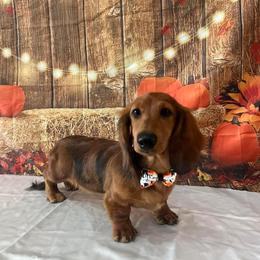 Dachshund Puppies from EntityDachs