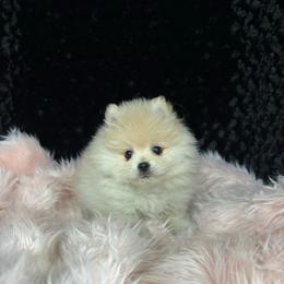 Haley - Cream female Pomeranian puppy in Greenville, Georgia from Breezy Hill Poms