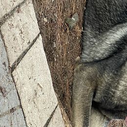 German Shepherds from Norden German Shepherds