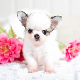 Anna - Fawn and white female Chihuahua puppy in Orlando, Florida from Destiny Chihuahuas