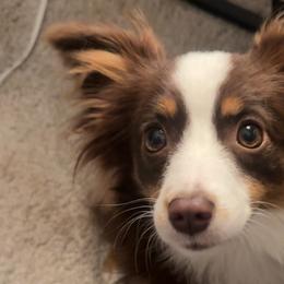 Toy Australian Shepherds from Grace Baker