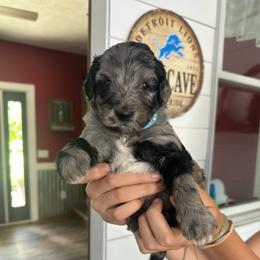 Blue - Merle male Bernedoodle puppy in Cedar Springs, Michigan from Pecks Oodle Doodles