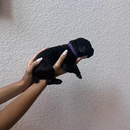 Boy 4 - Black male Cane Corso puppy in Princeton, Texas from Guardians of Arcadia Cane Corso