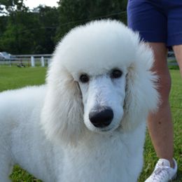 Poodle Puppies from D and D Standard Poodles