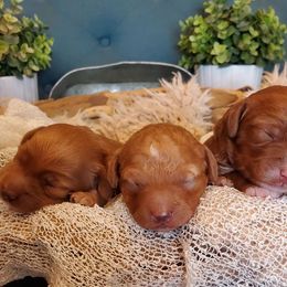 Goldendoodle Puppies from Goldendoodles of Utah County