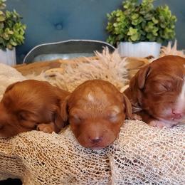 Goldendoodle Puppies from Goldendoodles of Utah County