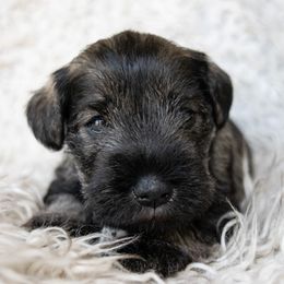 Nirvana - Salt and pepper female Miniature Schnauzer puppy in Folkston, Georgia from Poplar Creek Miniature Schnauzers