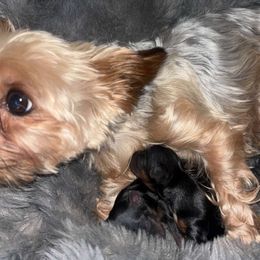 Yorkshire Terrier puppies from Rio Grande Yorkies