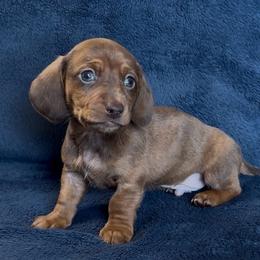 Orange - Brindle male Dachshund puppy in Escalon, California from Dashing Dachshunds RF