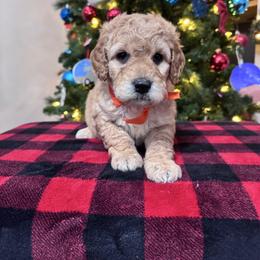 Ellie's Orange Collar Male - Apricot male Goldendoodle puppy in Piedmont, South Carolina from The Farm at Saluda Ridge