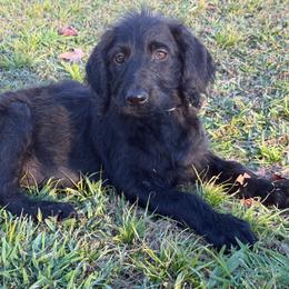 Paisley - Black female Labradoodle puppy in Georgetown, South Carolina from Muddy Bay Kennels