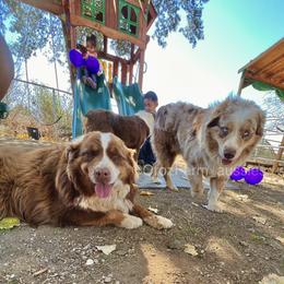 Australian Shepherd Puppies from Oro’z Farm Aussies