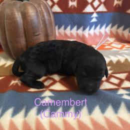 Camembert - Black female Schnoodle puppy in Pleasanton, Texas from Gooch Canines (Giant Schnoodles)