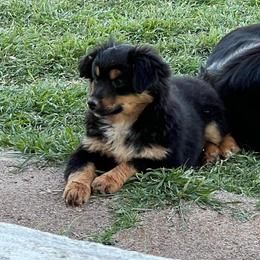 Mira - Black tri female Toy Australian Shepherd puppy in Nocona, Texas from Rafter O Toy Aussies and Mini Heelers