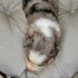 5 - Blue merle female Miniature Australian Shepherd puppy in Lincoln, California from Elegant Aussies