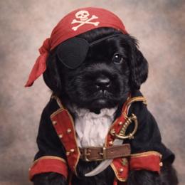 Stealer - Black male Cocker Spaniel puppy in Victor, Montana from Stargazer Kennel
