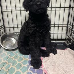 White Female - Black female Giant Schnauzer puppy in Pearland, Texas from K & S Schnauzers