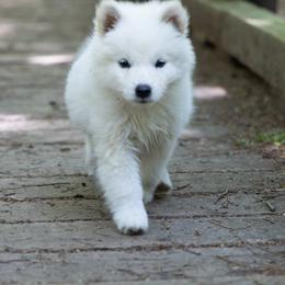 Pomsky Puppies from Foxfire Arctic Spitz