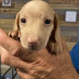 Dachshund Puppies from My Little Dachshund Heaven