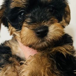 Yorkipoos from Goldcountryyorkiepoos