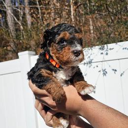 Peppy - Merle male Bernedoodle puppy in Decatur, Georgia from So Adoodable