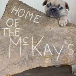 French Bulldog Puppies from McKay’s Frenchies & Fluffies