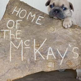 French Bulldog Puppies from McKay’s Frenchies & Fluffies