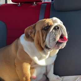 Chloe - Bulldog