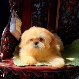 Beautiful Butter Bear - Cream and white male Shih Tzu puppy in Cartersville, Georgia from 100 Acre Woods Shih Tzu Plantation