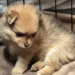 Pomeranians from Pomeranian Pups