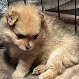 Pomeranians from Pomeranian Pups