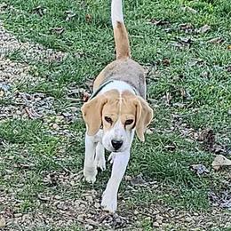 Missy - Beagle