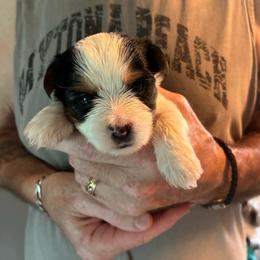 Bill - Chocolate tan and white male Biewer Terrier puppy in Osteen, Florida from Moonshadow Biewer Terriers