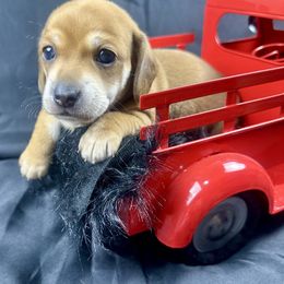 Bandit - Red male Dachshund puppy in Mesquite, Texas from AB Dachshund