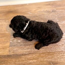 Silver collar - Black female Labradoodle puppy in Rockmart, Georgia from Ross Farm Doodles