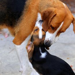 American Foxhound and American Staffordshire Terrier Puppies from Whitlow Kennel