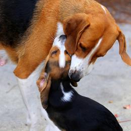 American Foxhound and American Staffordshire Terrier Puppies from Whitlow Kennel