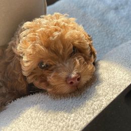 Cockapoo Puppies from Raisingcockapoos