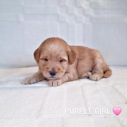 Purple Girl - Cream female Goldendoodle puppy in Rochester, New York from Sandy Creek Doodles