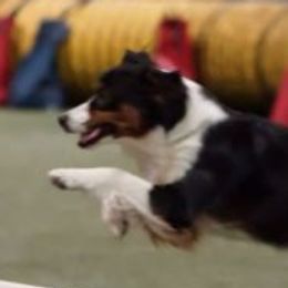 Miniature American Shepherd adult dog