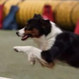 Miniature American Shepherd adult dog